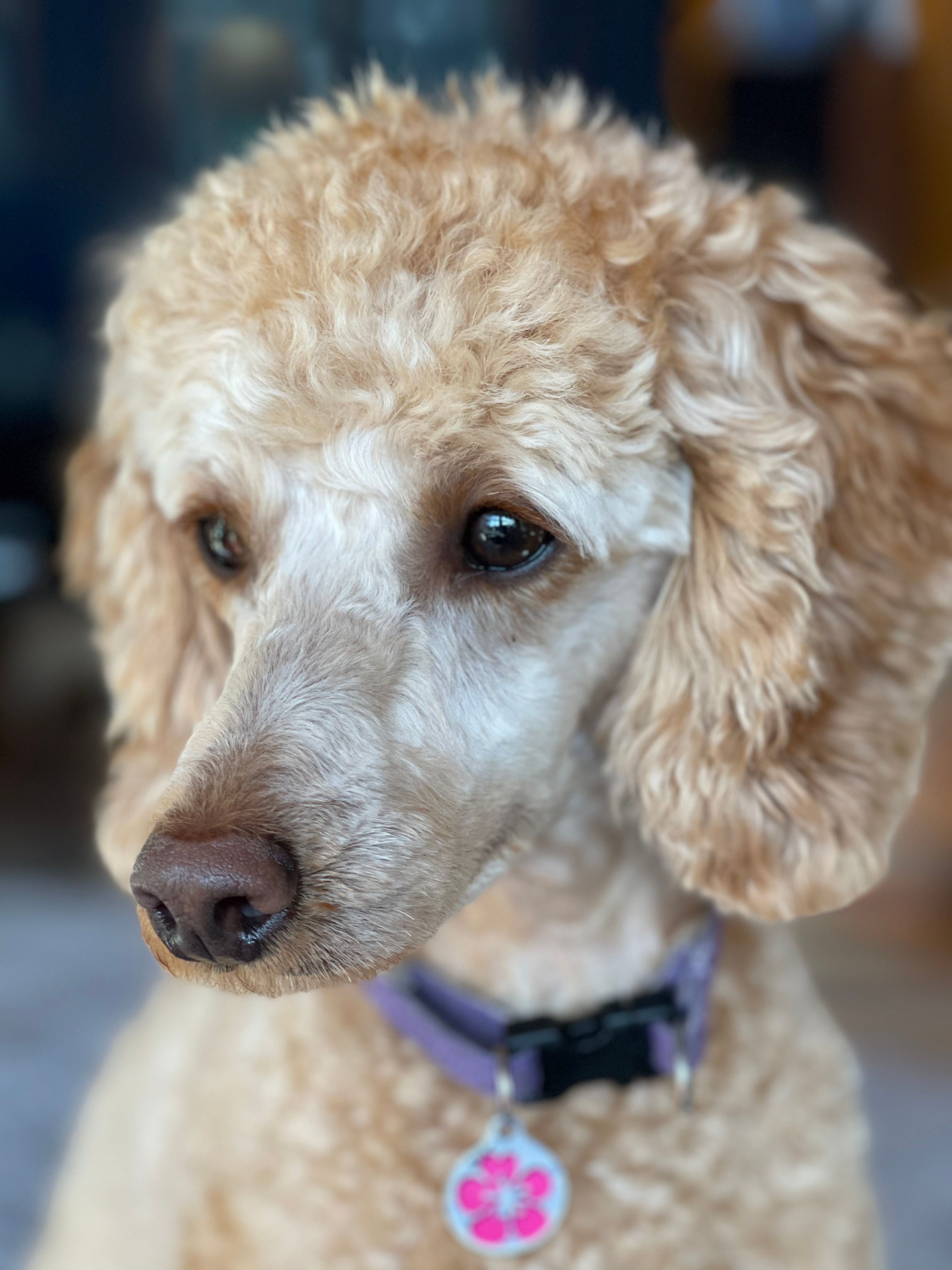 Poodle feliz con acabado de grooming