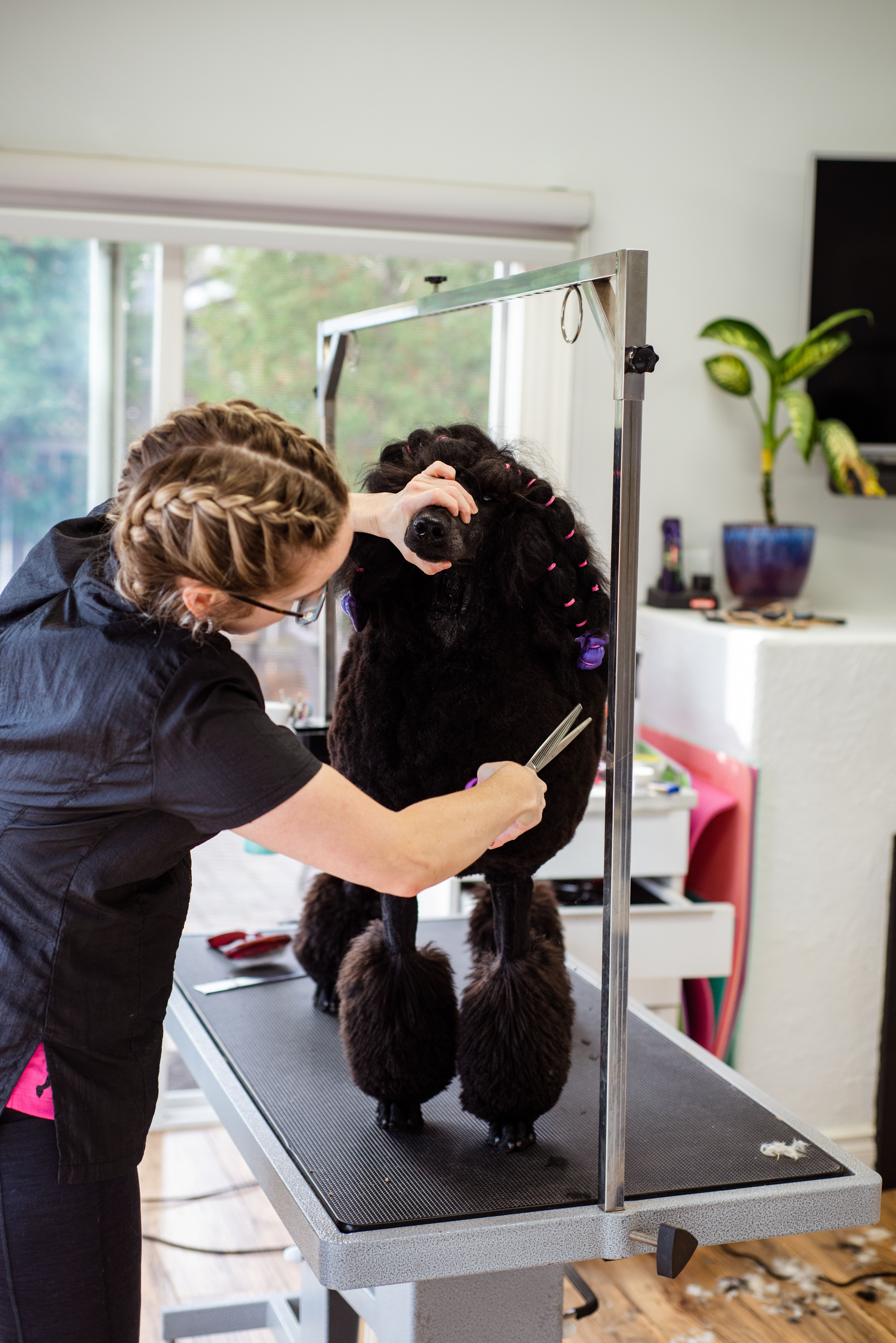 Groomer acicalando un poodle